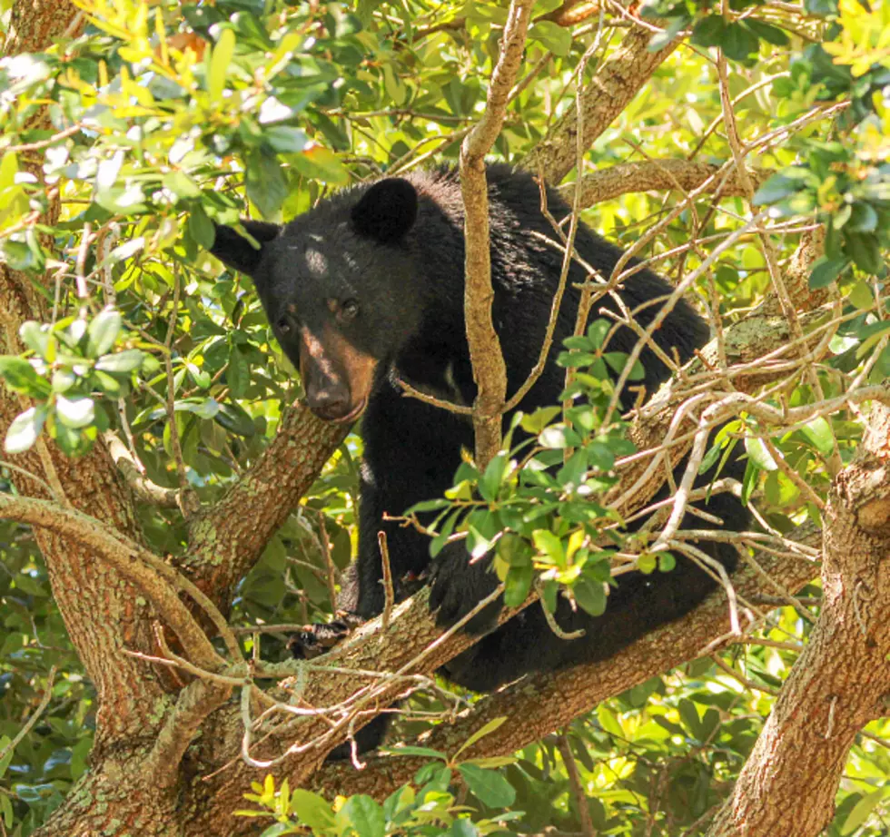 Bear Hunters Head To The Woods In New York State