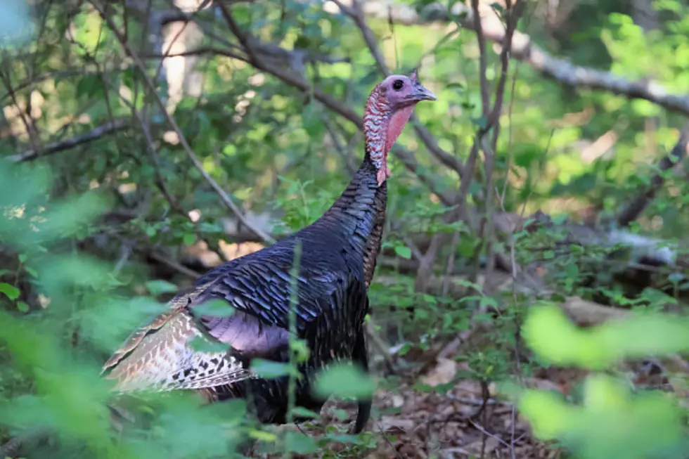 Can You Shoot Turkeys For Thanksgiving In New York State?