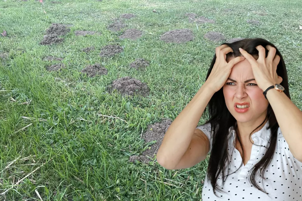 How To Get Rid Of These Pests In New York State