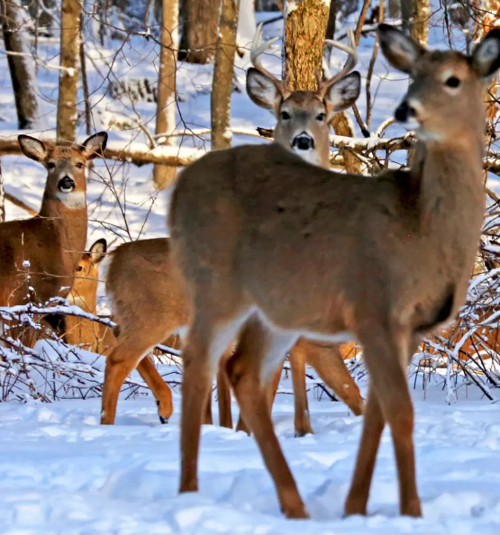 I Think This Has To Be The Most GORGEOUS Deer In New York State