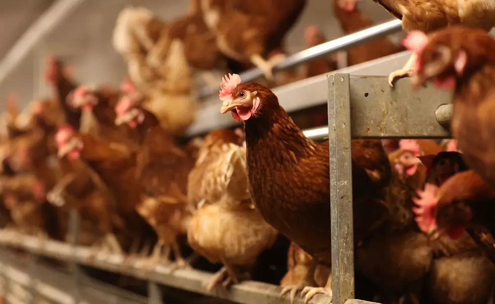 101,000 Birds to Be Killed in New York State