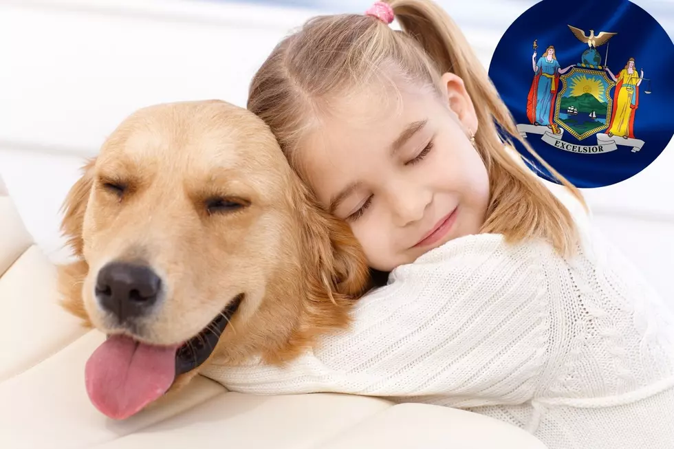 Top Dog-Loving City Is This One In New York