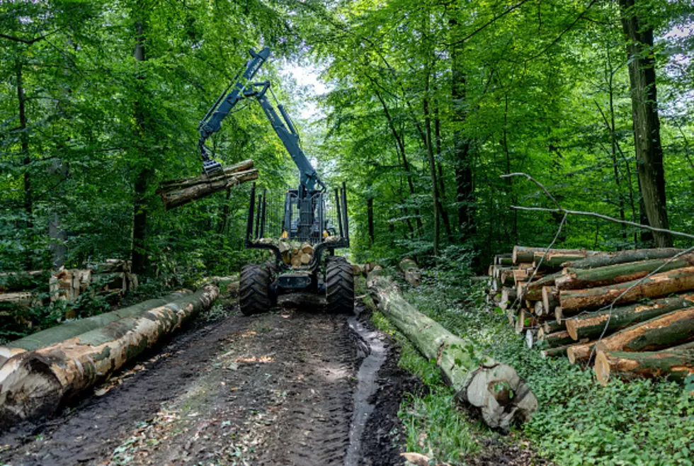 Are Changes Coming To These Western New York Forests?