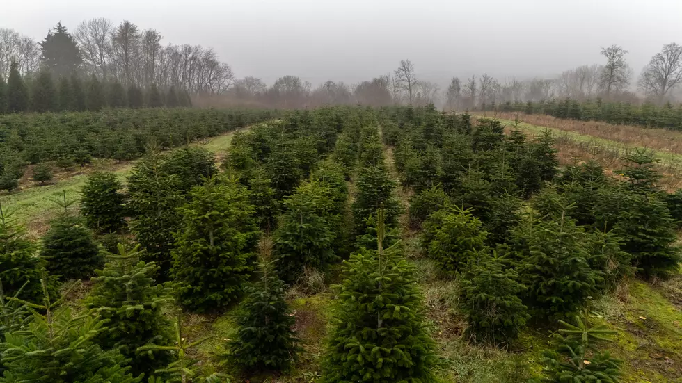 $3 Trees + Shrubs For Sale in Erie County, New York