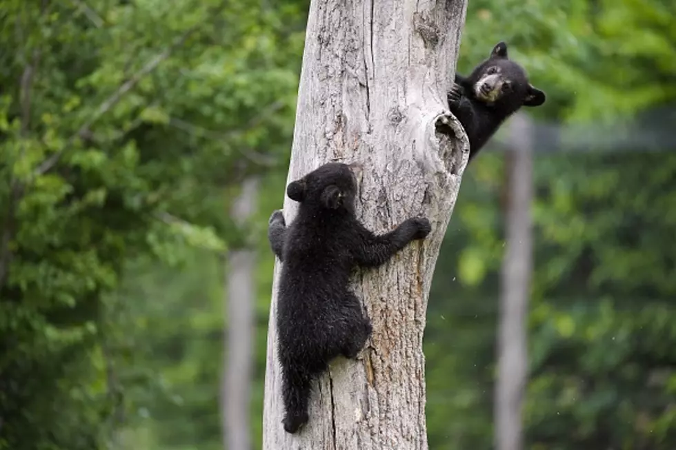 This Is When You Will See A Bear In New York State