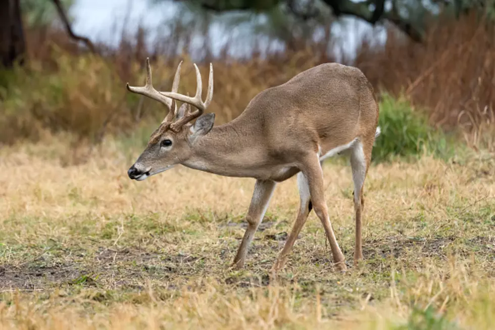 This Is The Way To Restore New York State Whitetail Deer Mounts