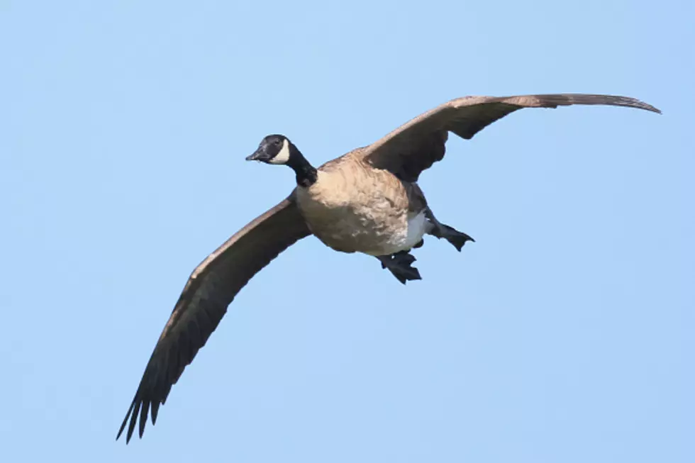 Massive Number Of Geese Invading This New York State Area