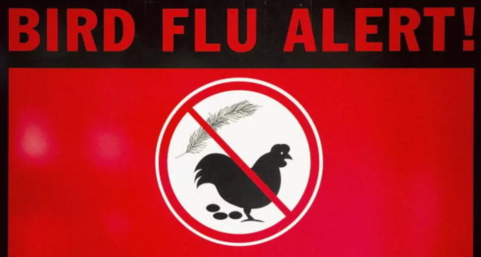 New York State Officials Confirm Bird Flu In This Area