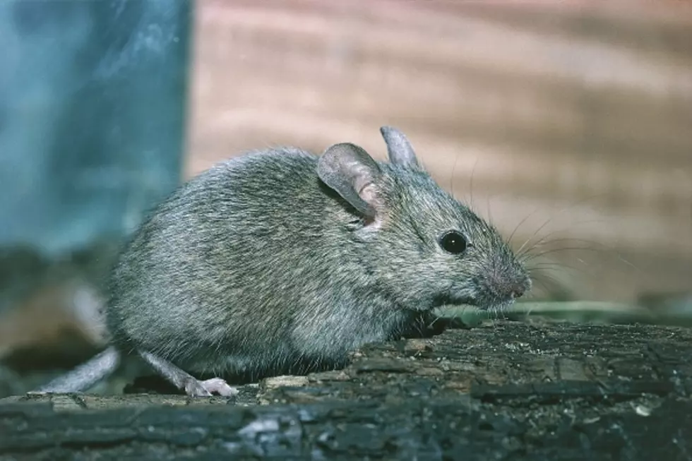 Mouse Found In This New York State Vending Machine