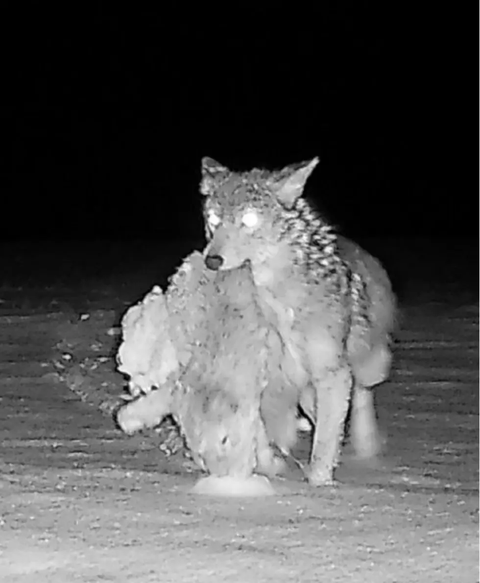 The Best Predator Photo From New York State Trail Camera