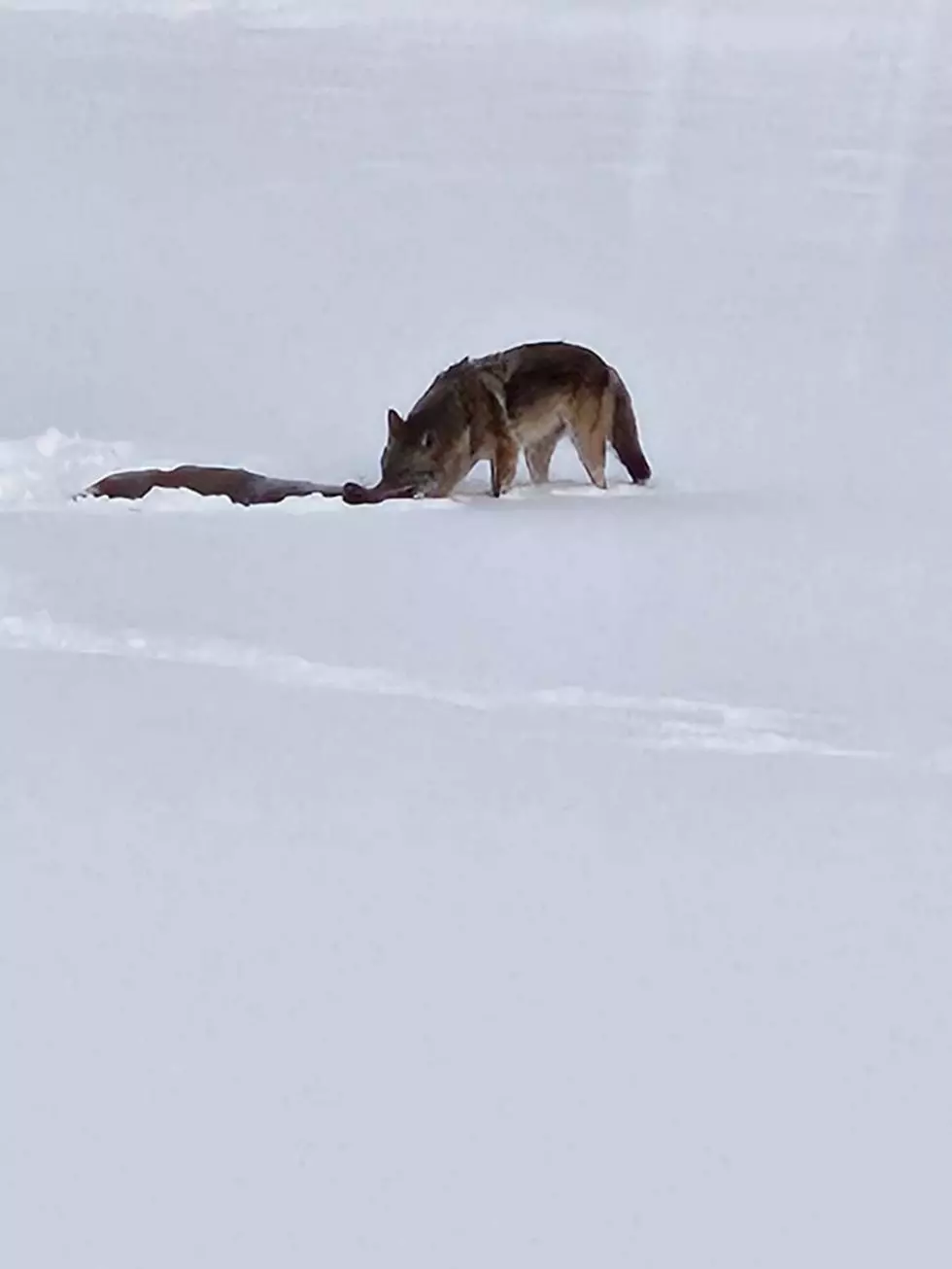 Coyote Spotted Dragging Something in Western New York