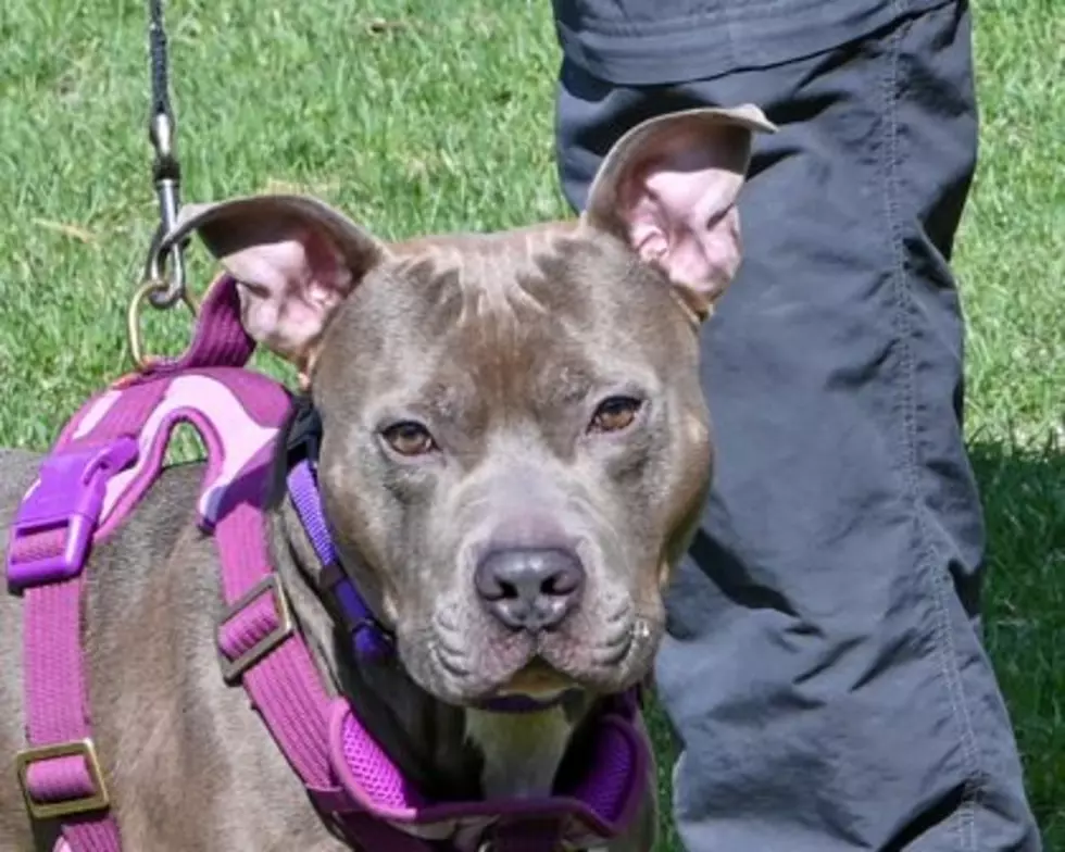 These Dogs Need New Homes In Western New York