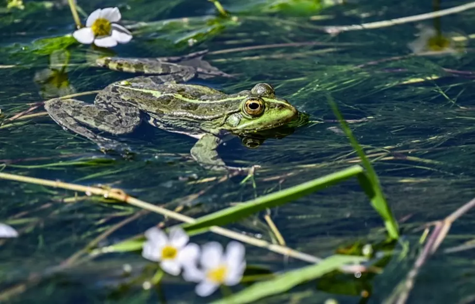 FROG HUNTING Season is On In New York State