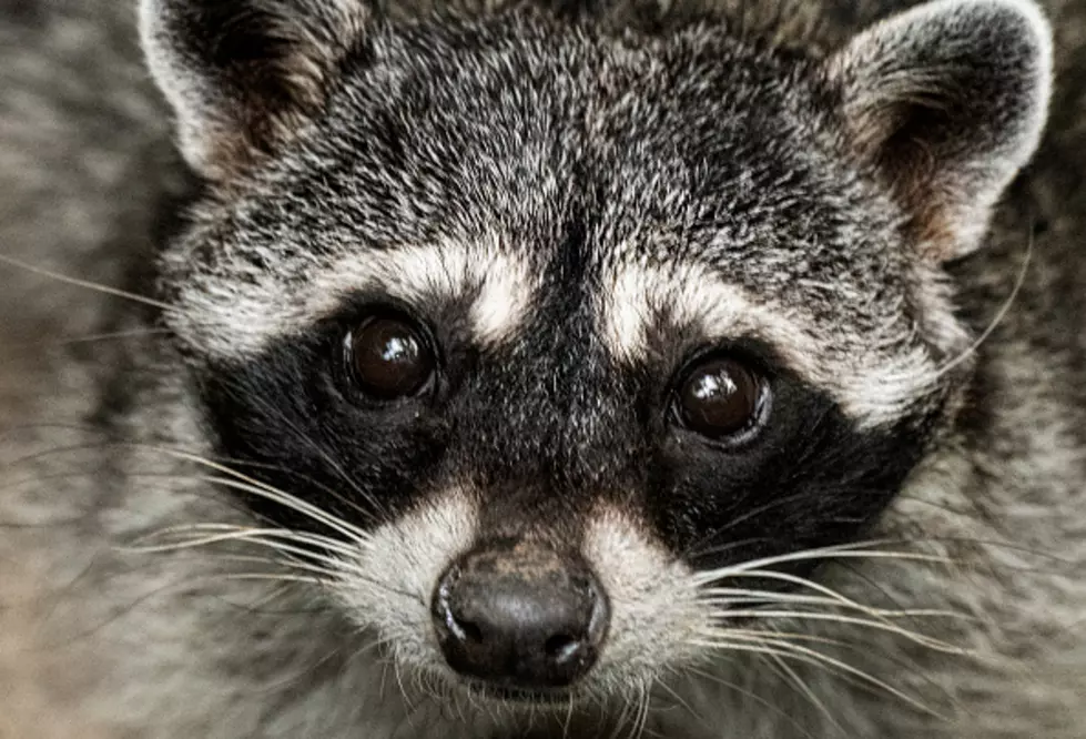 Is This A MASSIVE Raccoon Wandering In Hamburg, New York?