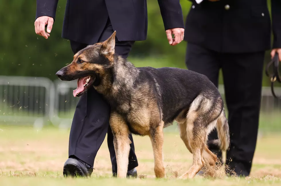 VIDEO: K9 Officer Saves the Day, Attacking Criminal in Cheektowaga, New York