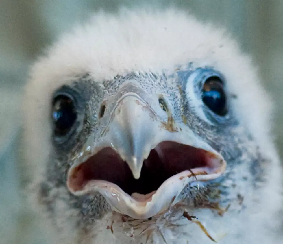 WATCH: Baby Falcons LIVE Camera In Buffalo, New York