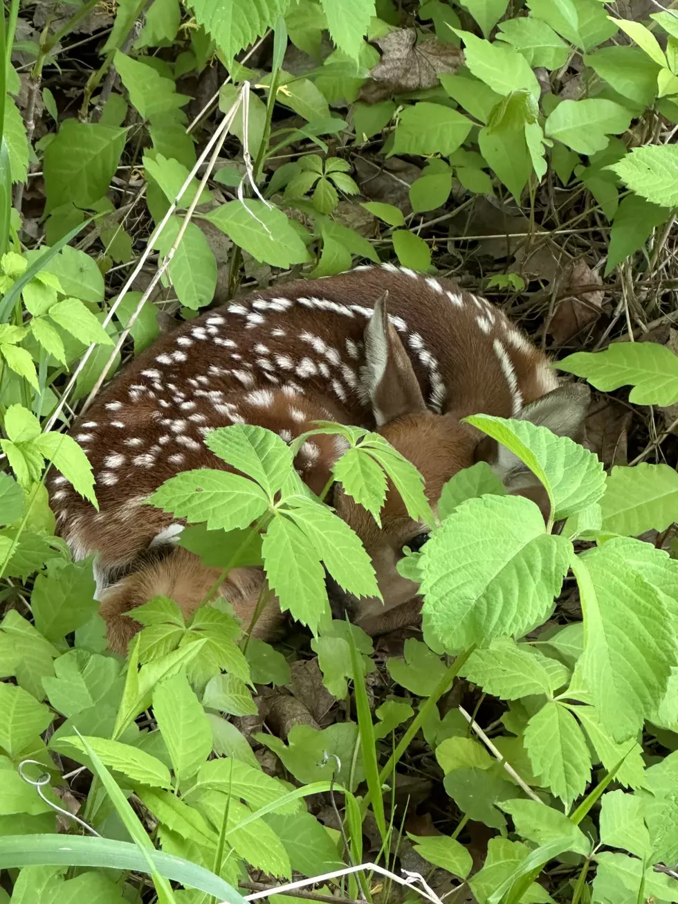 New York State Makes it ILLEGAL to Touch Newborn Fawns