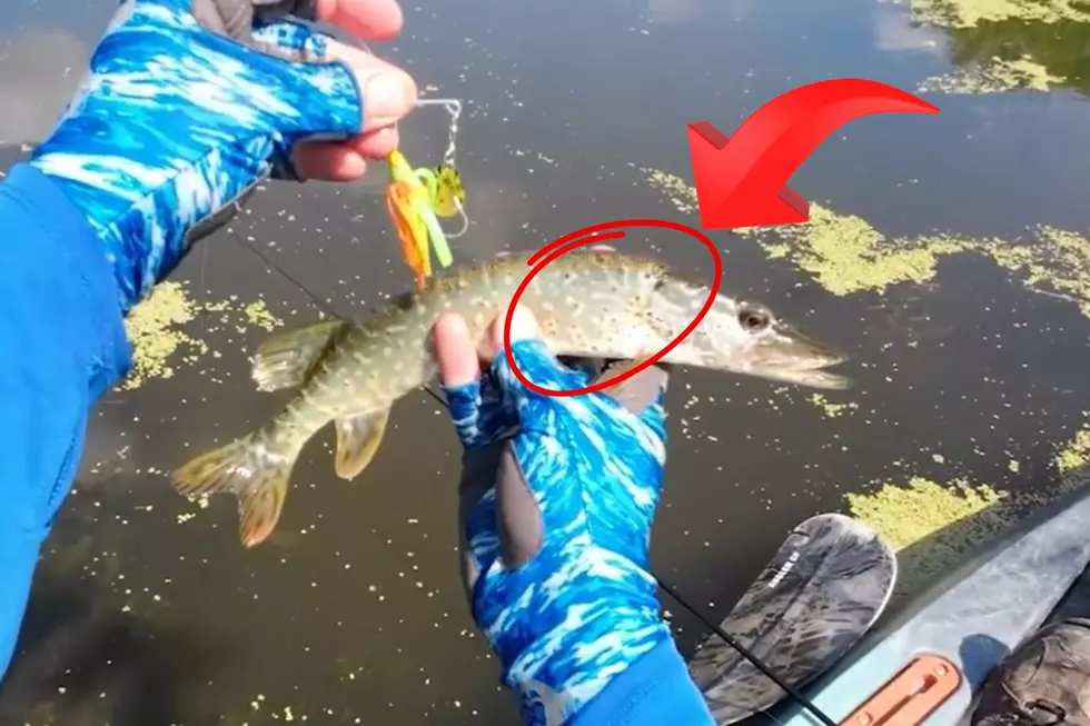 Can You Eat A Fish With These Black Spots In New York?