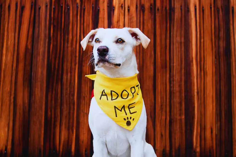 SPCA Waiving Adoption Fees On Special Days This Summer