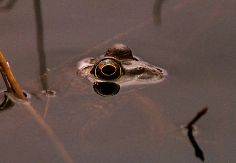 Residents In New York State Overcome With “Frog Fever”