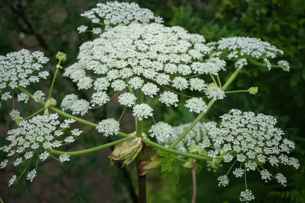 Experts Warn – Stay AWAY From This Weed In New York