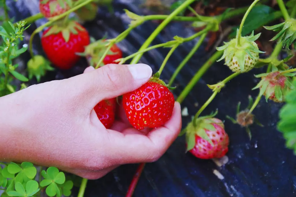 Be Aware Of This When Picking Fruit This Summer In New York