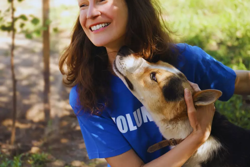 Snuggle Dogs In Western New York Without The Commitment