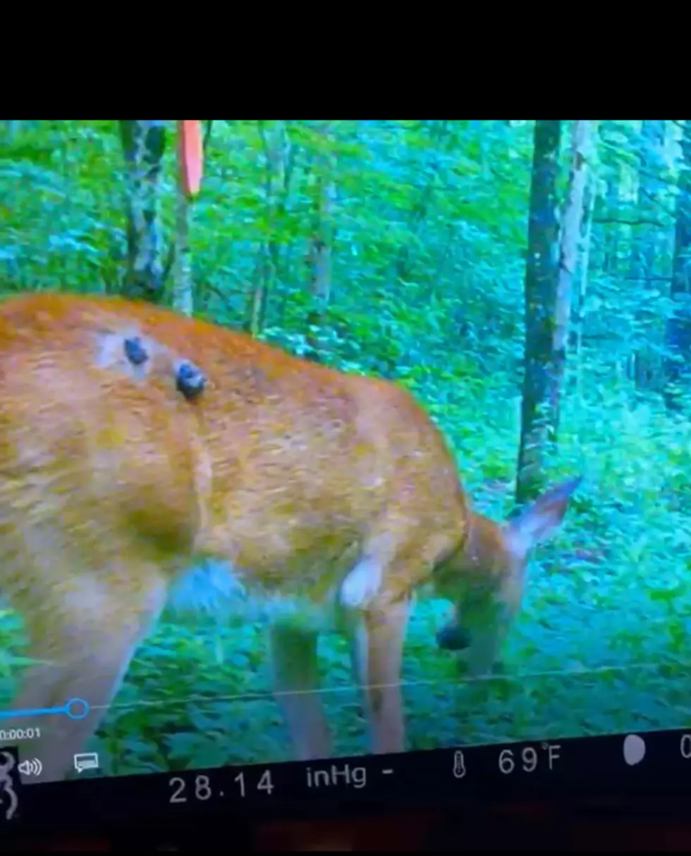 This “FREAKY” Deer Is Wandering New York State Woods
