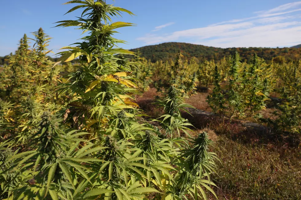 Government Land To Become Huge Pot Farm In Western New York