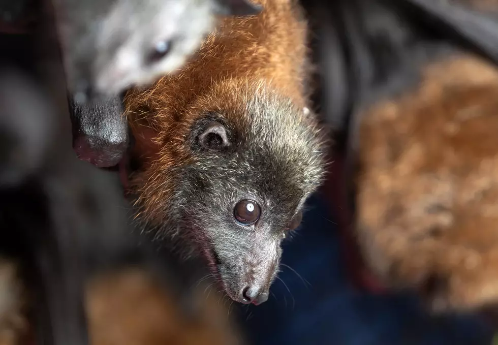 You CANNOT Exterminate Bats Anymore Certain Times in New York State