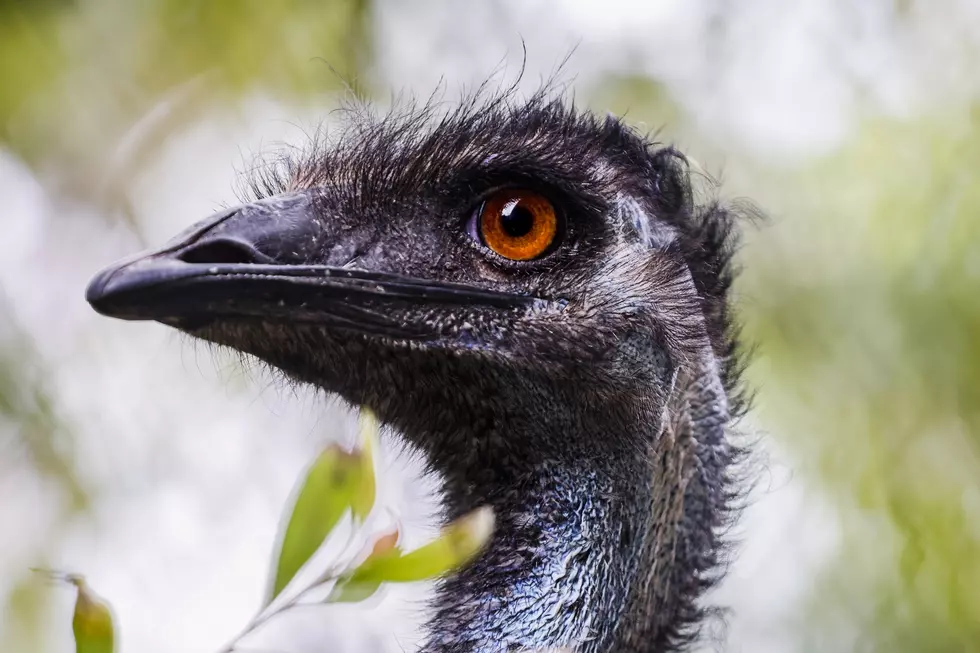 Emu Missing in Western New York, Residents Keep Finding it in the Woods