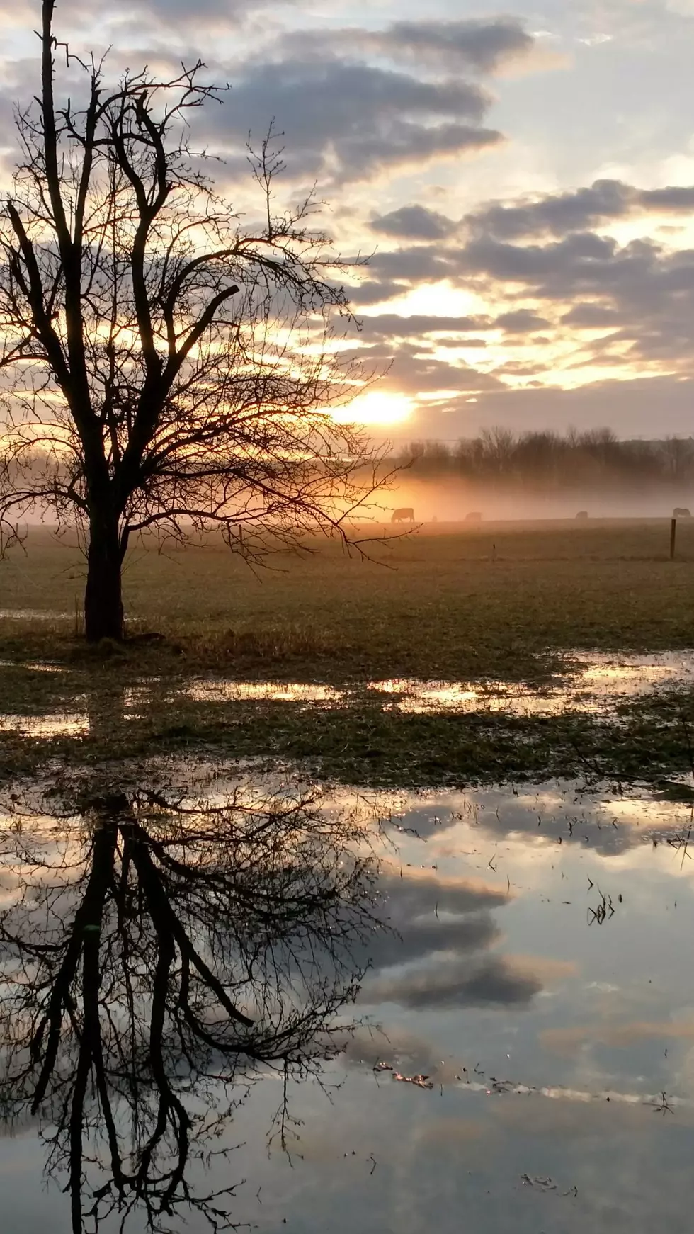 Help Save A Family Farm In Orchard Park, New York