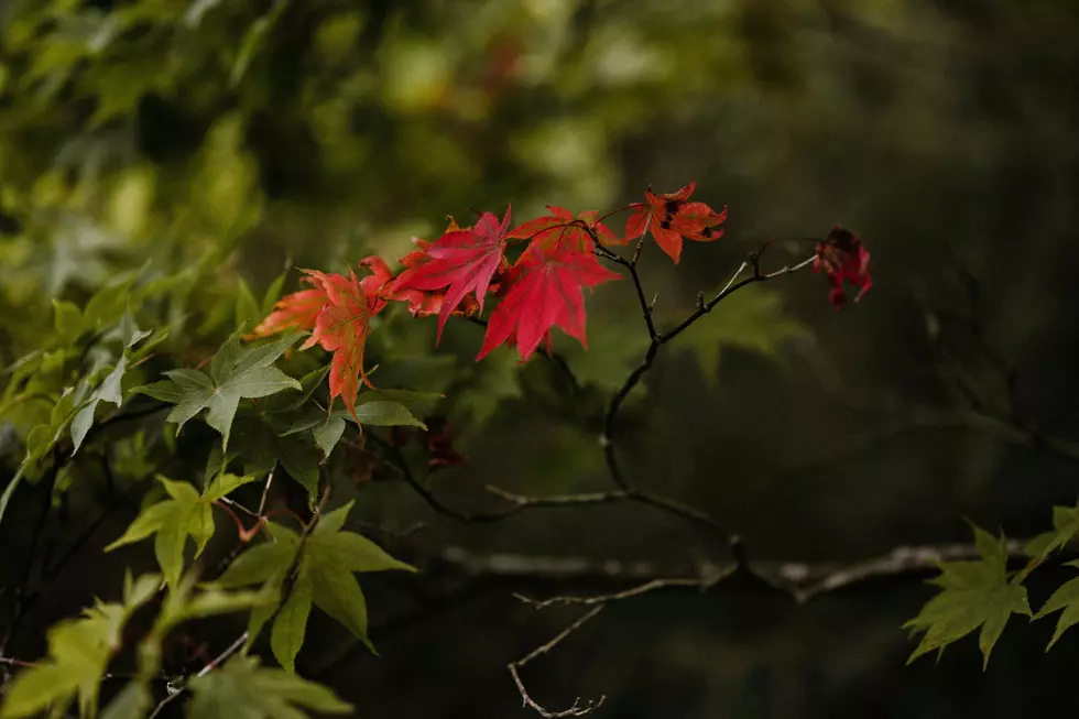 Poor Fall Foliage Predicated For New York State
