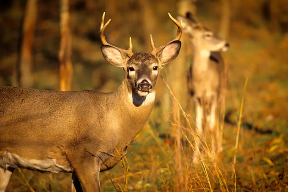 New York State Comments On The Hunting Contest Ban