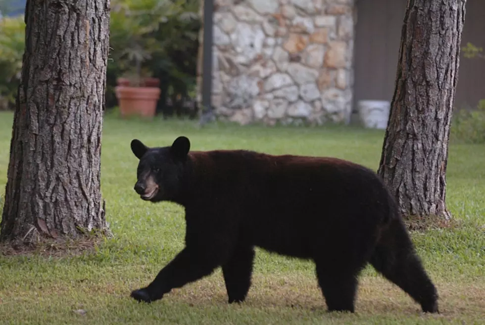 WARNING: Black Bears Becoming More Active Across New York