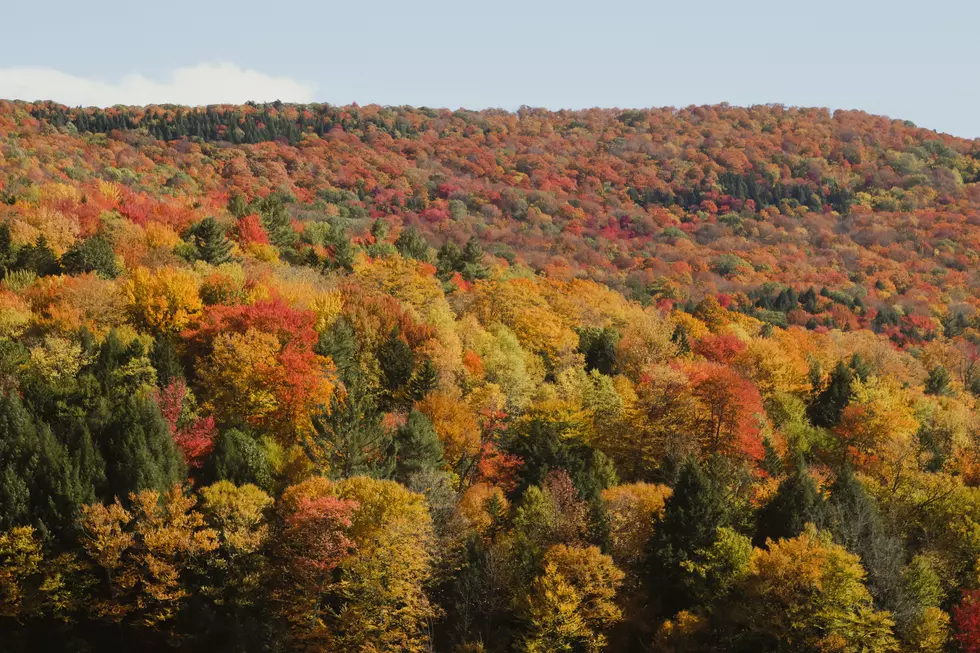 Everything You Need To Know About Ellicottville’s Fall Festival