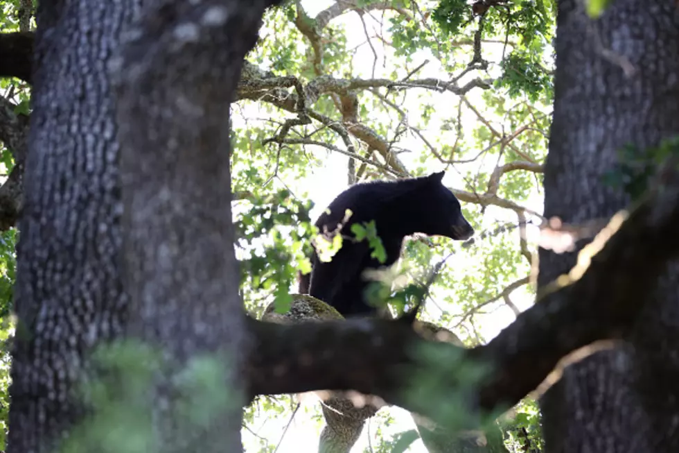 Black Bear Season In Western New York: Here’s What To Know
