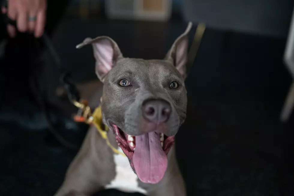 New York State Law Allows Tenants to Be EVICTED for Pets