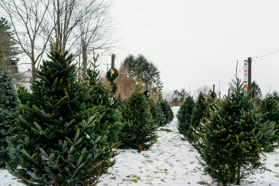 14 Places For Cheap Christmas Trees In Western New York