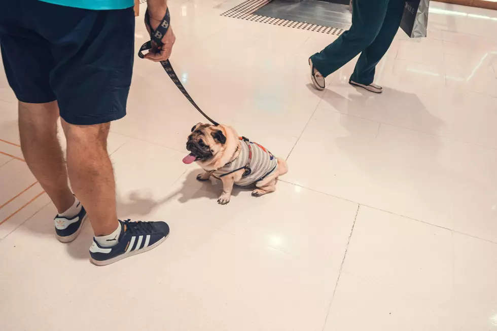 Can You Walk Your Dog At The McKinley Mall?