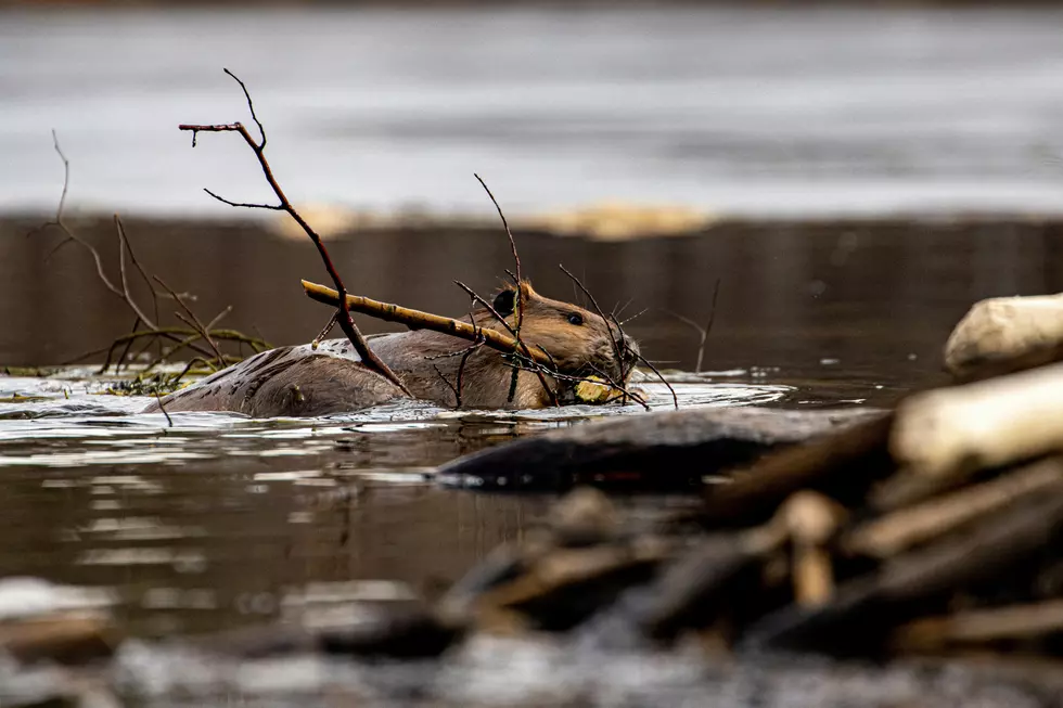 New York State Has This Unique Beaver Dilemma