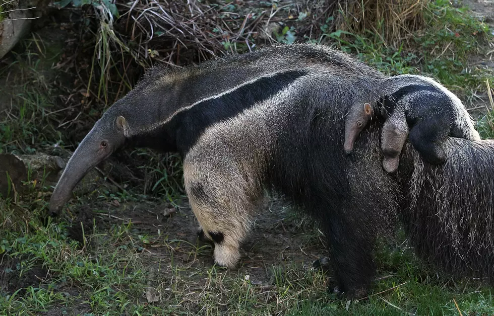 The Buffalo Zoo Welcomes New Addition From Nashville