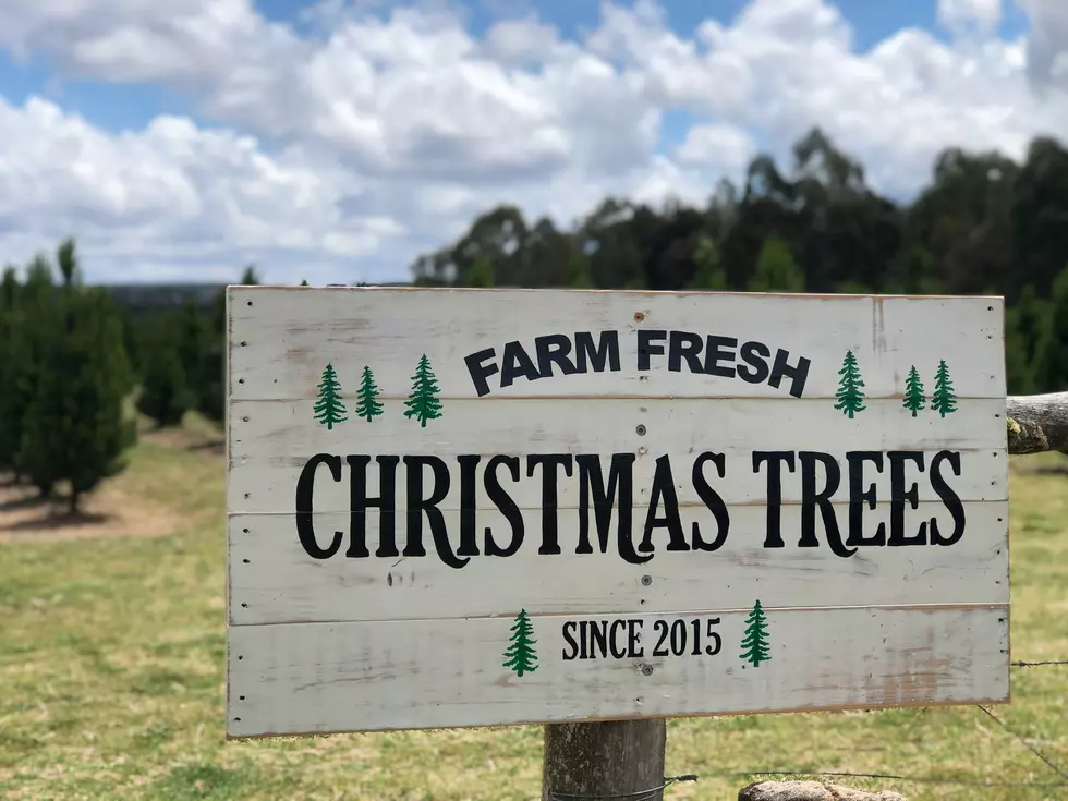 Popular Christmas Tree Farms In Erie County, New York