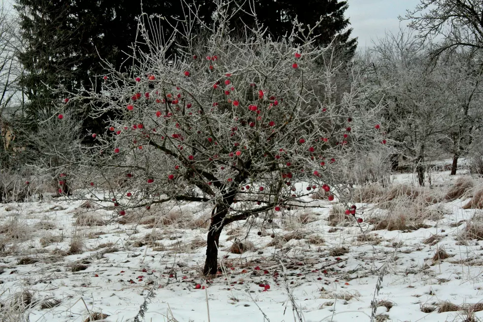The Perfect Winter Hack For New York State Homeowners