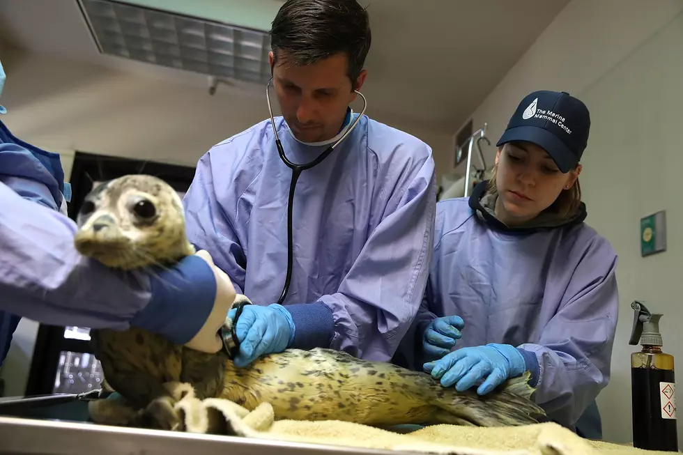 Seal Season Has Begun in New York State