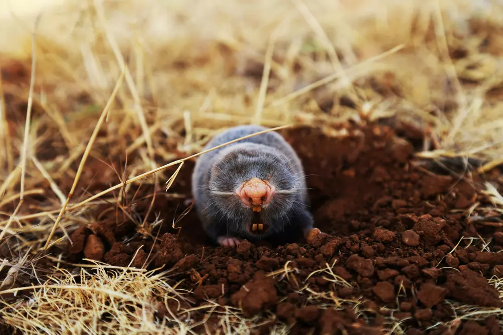 When Is The Best Time To Treat Your Lawn For Moles In Western New York?