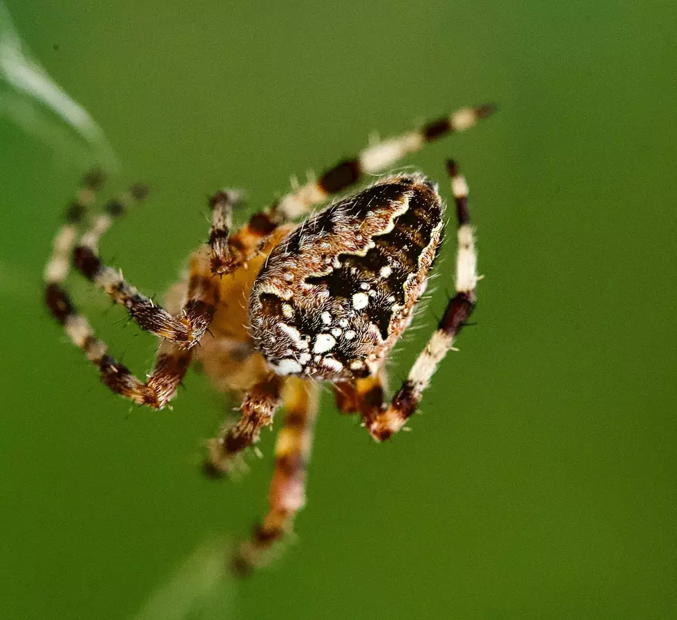 Does Western New York Have Any Dangerous Bugs?