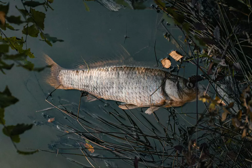 Dead Fish Showing Up Across New York: Here’s Why