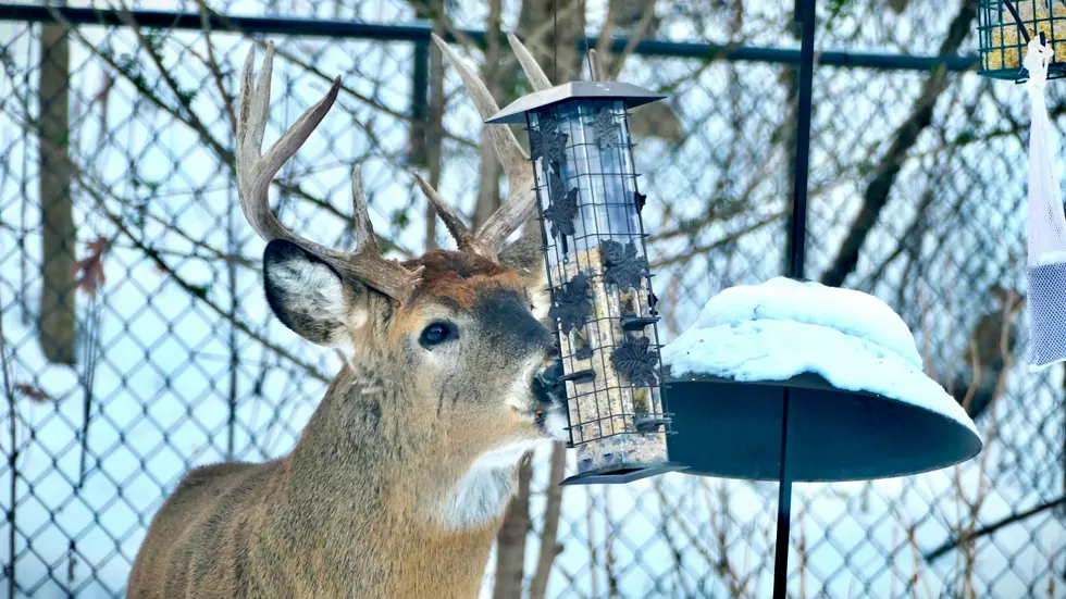 Have A Bird Feeder? New York State Has A Warning