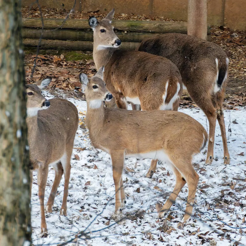 The Truth About New York State “Nuisance” Deer Permits